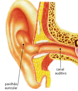 A audição o ouvido externo